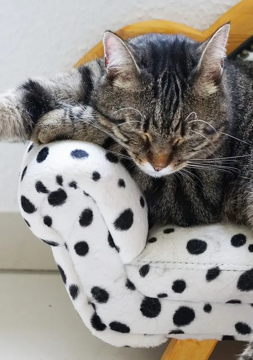 As Árvores de Natal São Perigosas para Gatos? Descubra Agora!