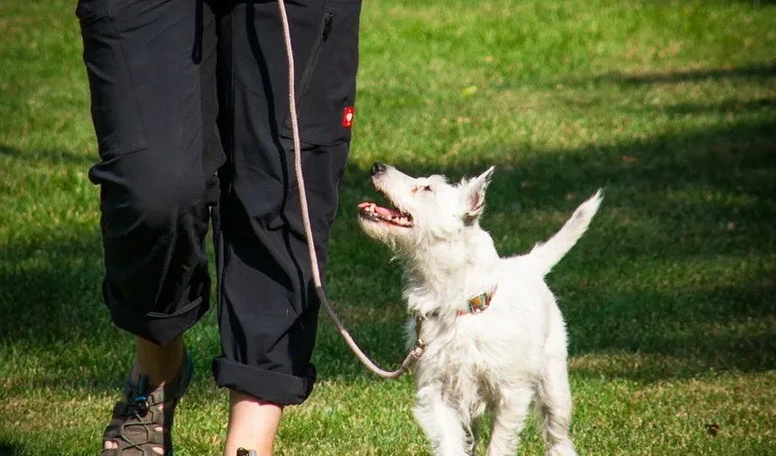 Melhor Ração para Cães Idosos: O Que Saber ao Escolher uma Ração