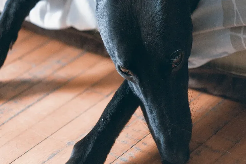 Melhor Ração para Cães Idosos: O Que Saber ao Escolher uma Ração
