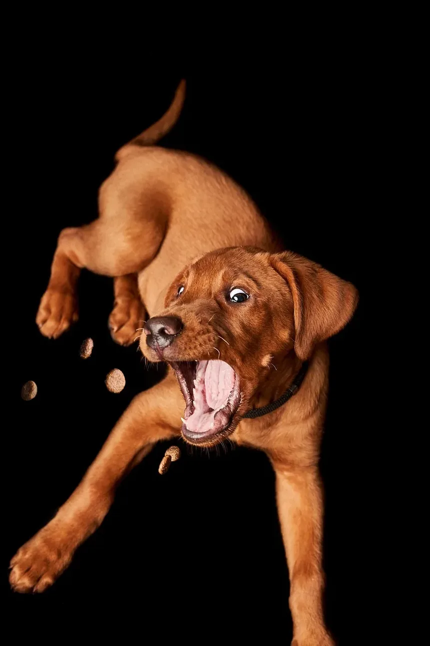 Dieta e Nutrição para Cães Mais Velhos