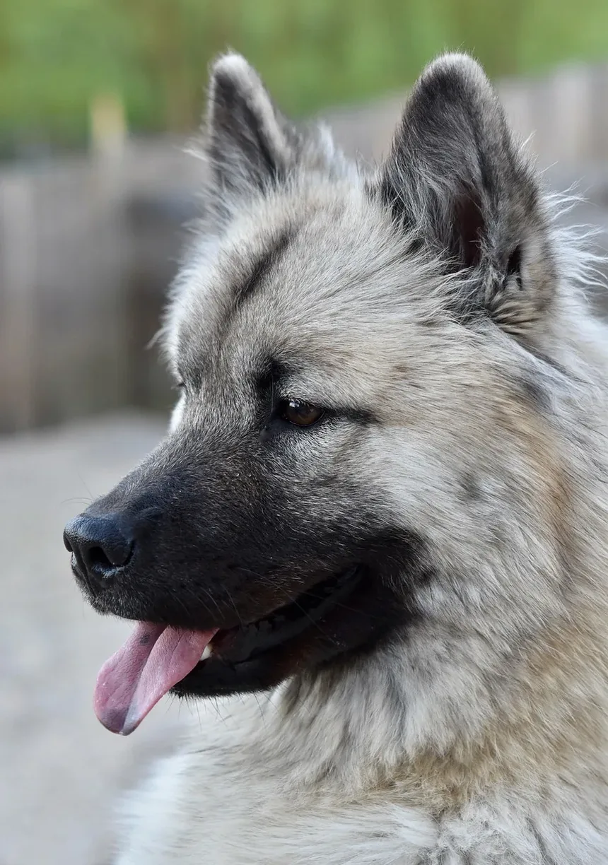Cachorro Latindo à Noite: 6 Razões e Como Parar