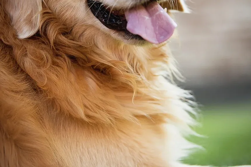 Cachorro Latindo à Noite: 6 Razões e Como Parar