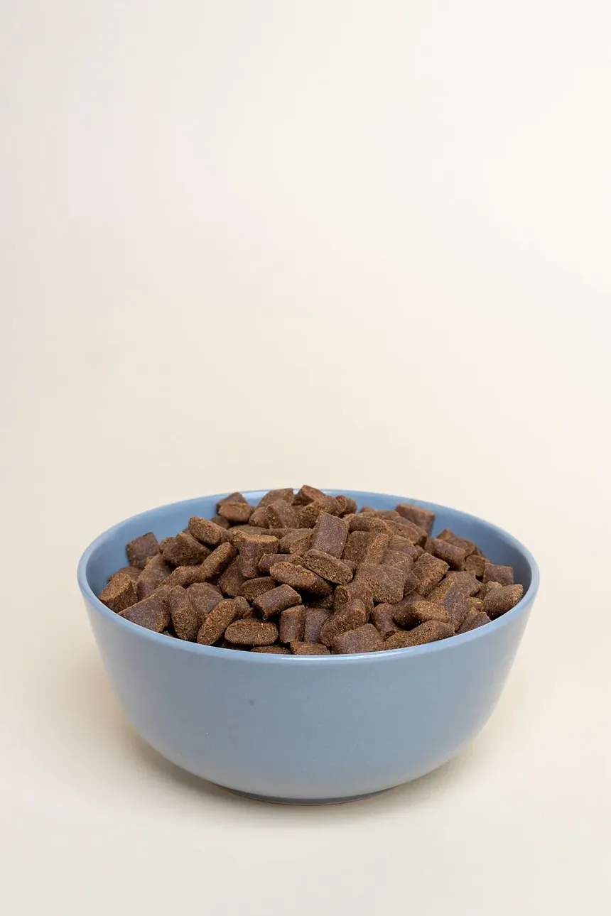 Alimentação de Cães Adultos e Idosos: Diretrizes Essenciais para uma Saúde Ideal