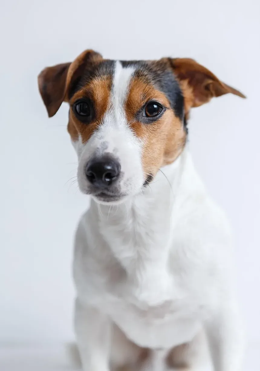Como Saber Se as Gengivas do Seu Cachorro Estão Saudáveis: Guia Completo
