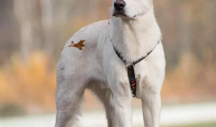 Como Saber Se as Gengivas do Seu Cachorro Estão Saudáveis: Guia Completo