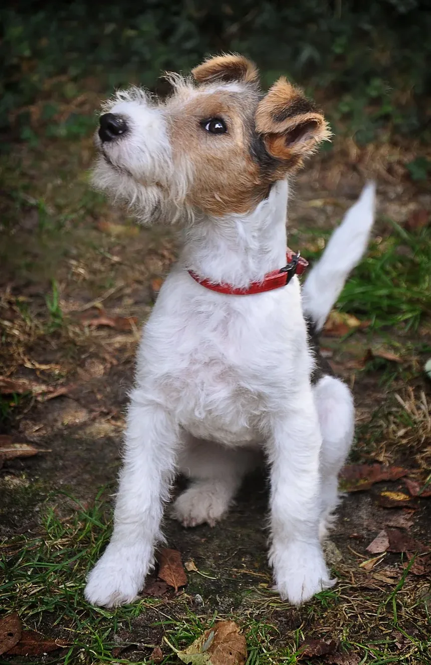 Como Parar o Latido do Cachorro à Noite