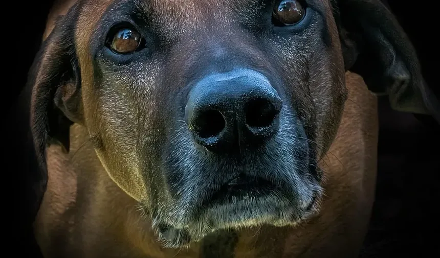 Como Parar o Latido do Cachorro à Noite