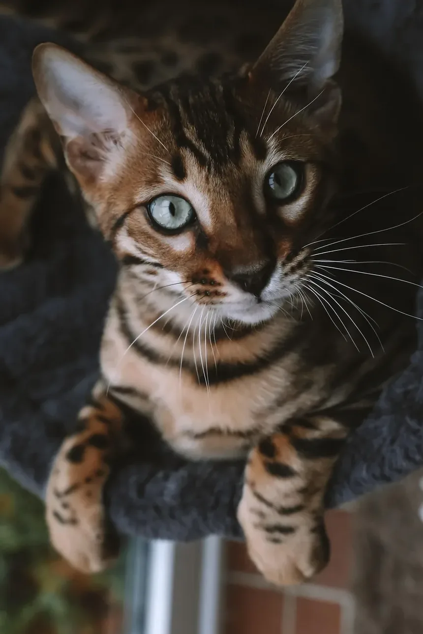 Cronograma e Custos de Vacinação para Gatinhos