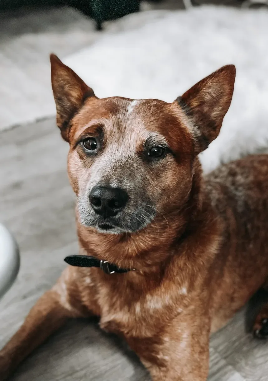 Gerenciamento da Dor em Cães e Gatos: Um Guia Abrangente