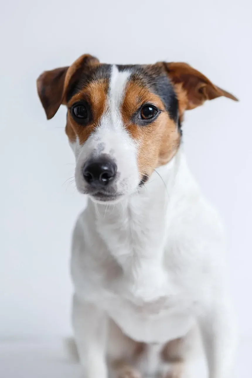 Ração para Cães Idosos: Guia de Nutrição e Alimentação