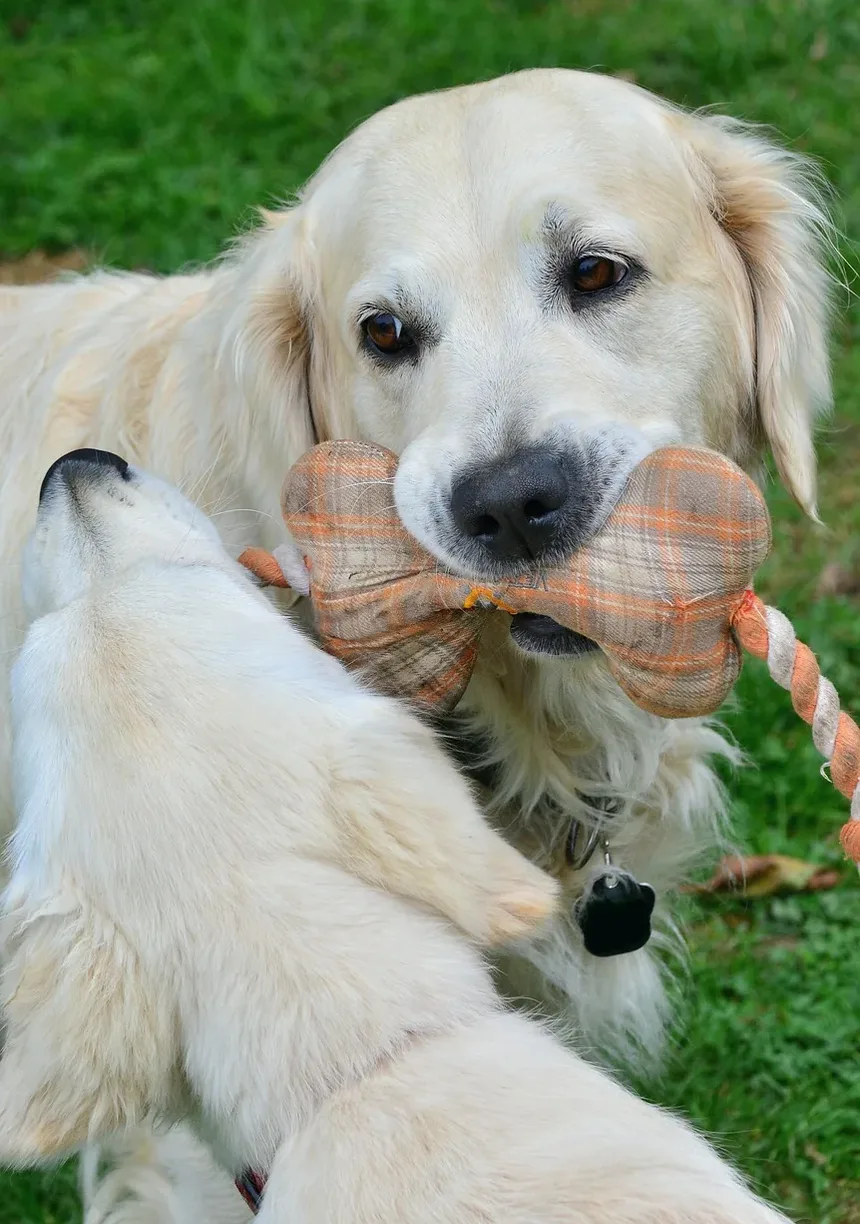 O Que É uma Dieta para Cães Idosos? O Que Alimentar Seu Cão Mais Velho