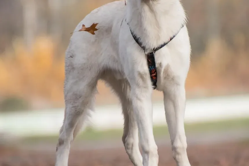 O Que É uma Dieta para Cães Idosos? O Que Alimentar Seu Cão Mais Velho