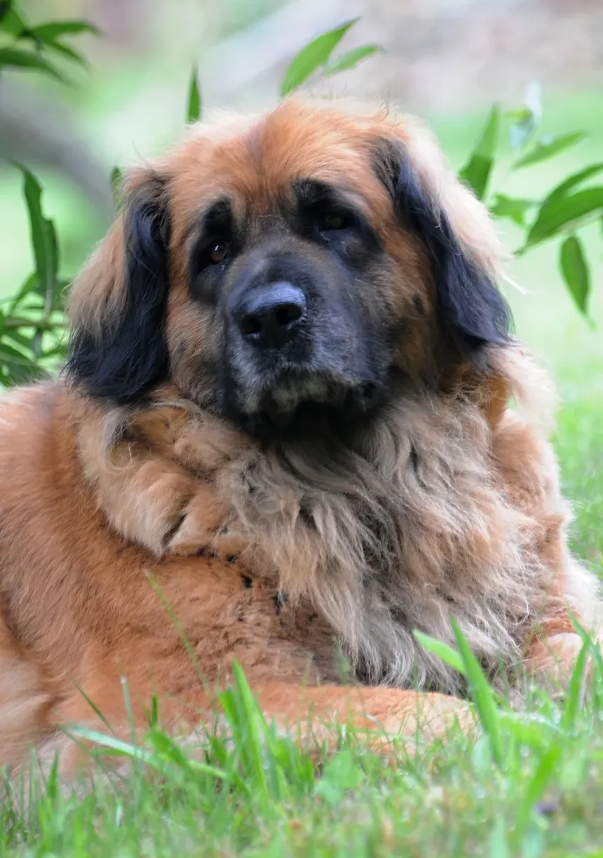 Por Que Meu Cachorro Está Latindo à Noite? - Seu Pet e Você