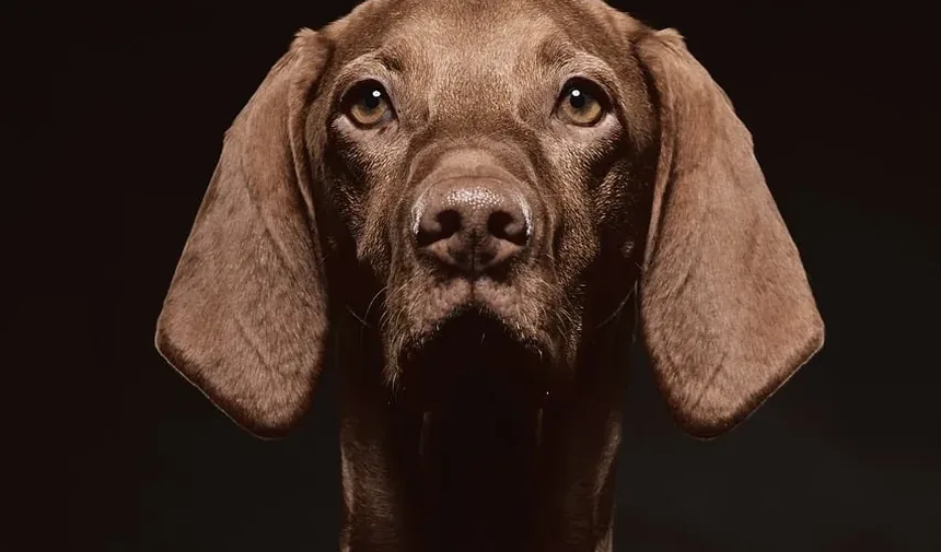 Por Que Meu Cachorro Está Latindo à Noite? - Seu Pet e Você