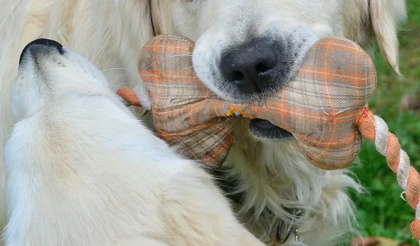 Por que os cães comem fezes? 7 razões e como parar esse hábito