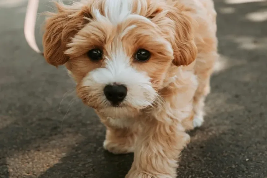 Por que os cães comem fezes? 7 razões e como parar esse hábito