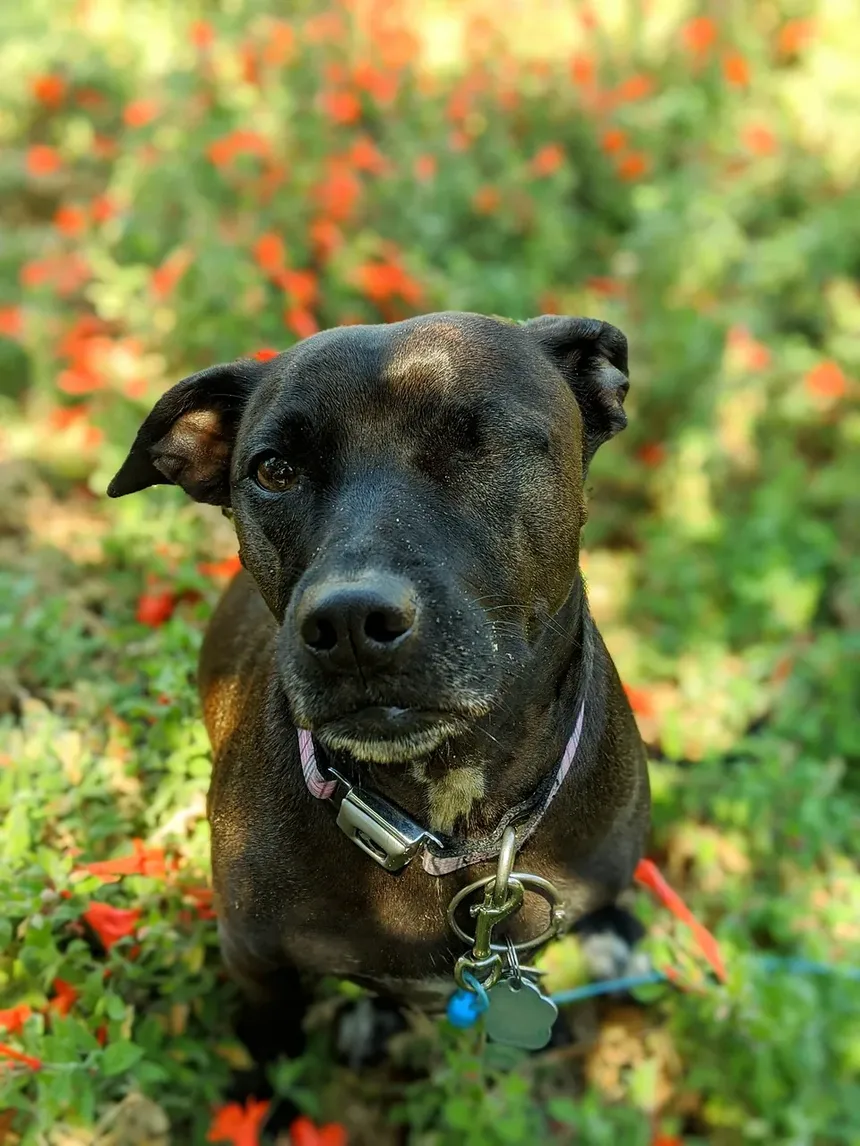 Com que frequência devo escovar os dentes do meu cão: um guia completo