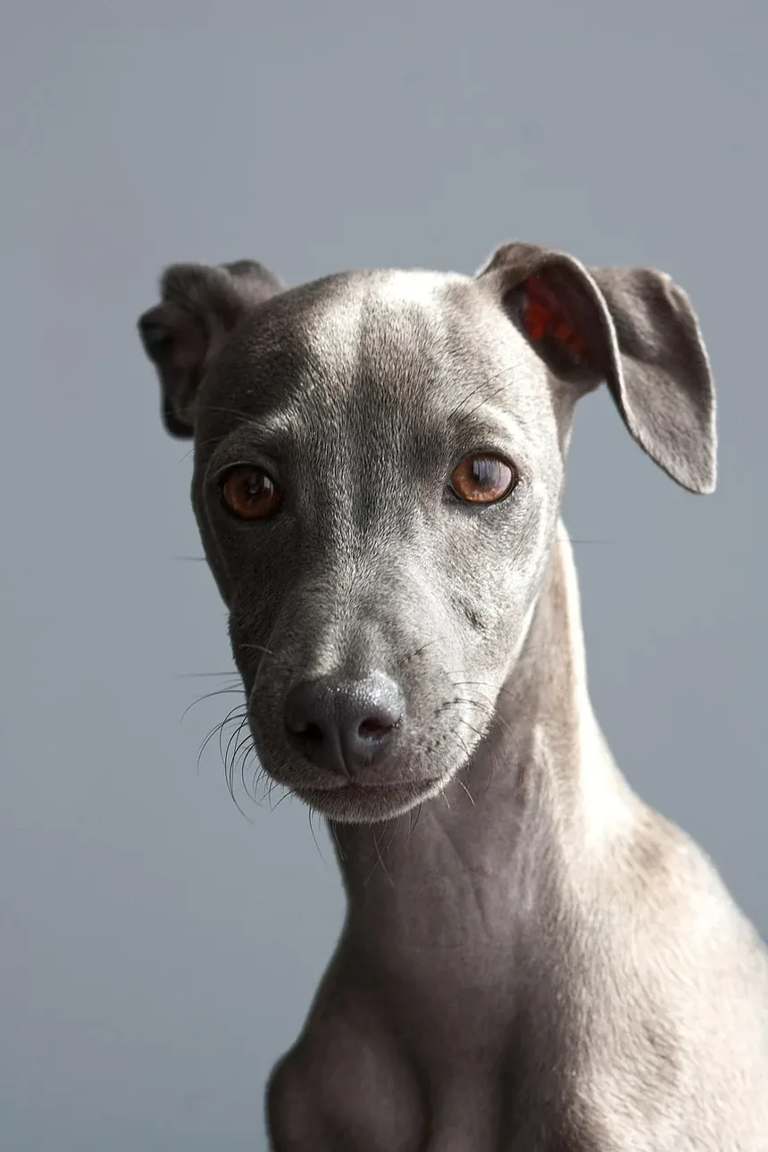 Como Cuidar de um Cão Idoso com Artrite
