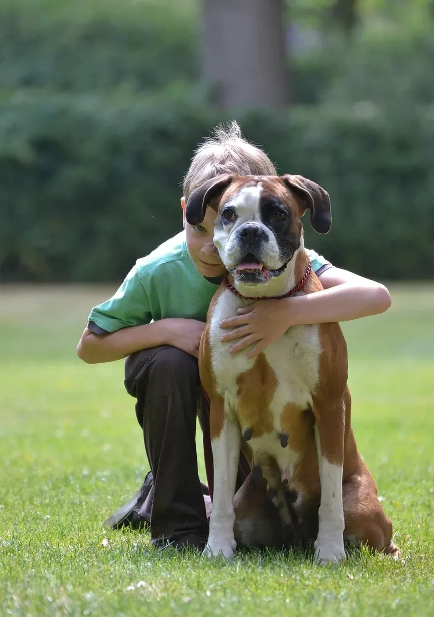 Como Cuidar de um Cão Idoso com Artrite