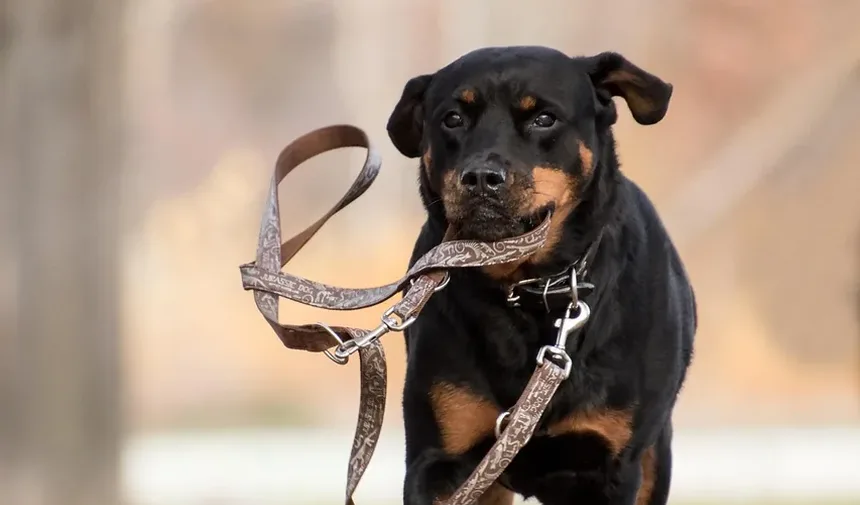 Como Cuidar de um Cão Idoso com Artrite