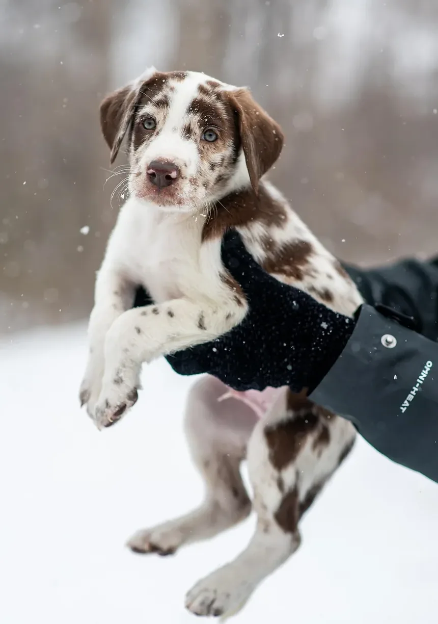 Como Aparar um Cão de Pelo Longo: Um Guia Completo