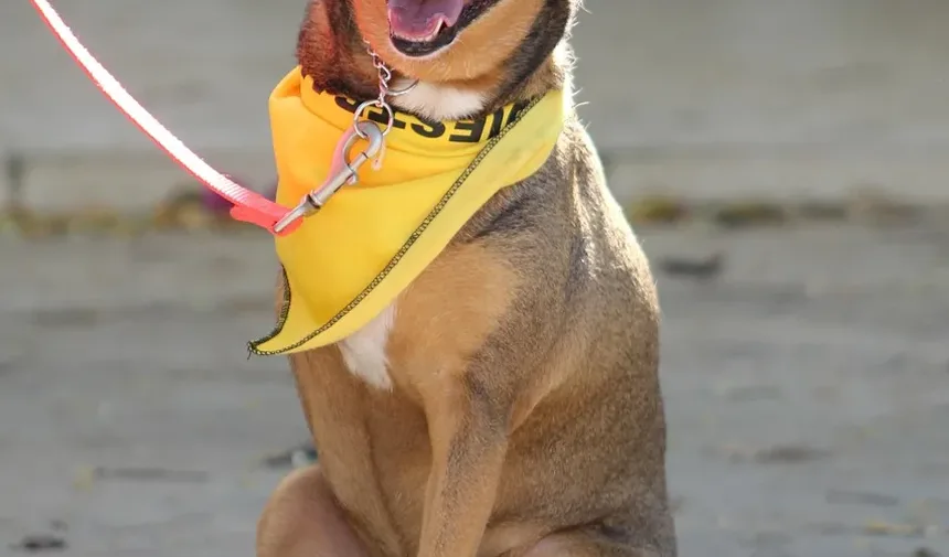 Como Aparar um Cão de Pelo Longo: Um Guia Completo