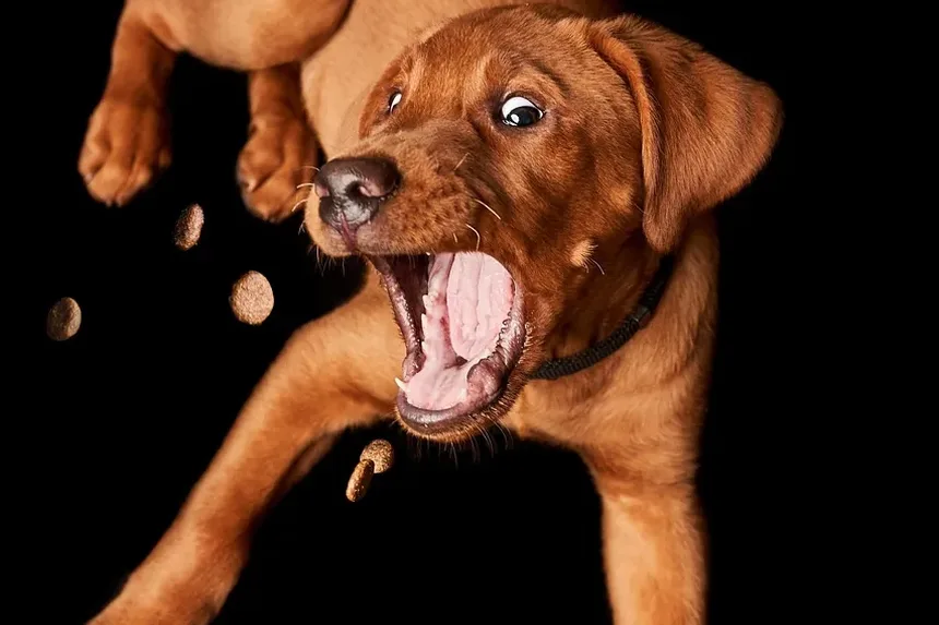 Como Aparar um Cão de Pelo Longo: Um Guia Completo